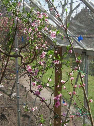 peaches in Berry Bryans garden