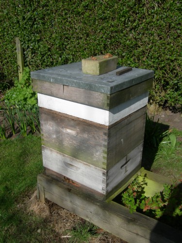 Bryans bees
