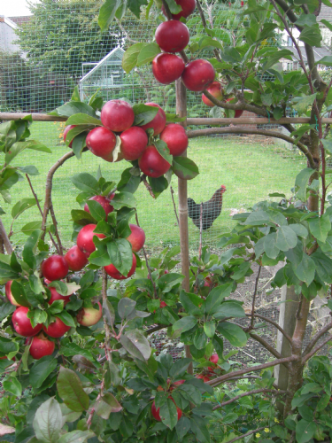brambles