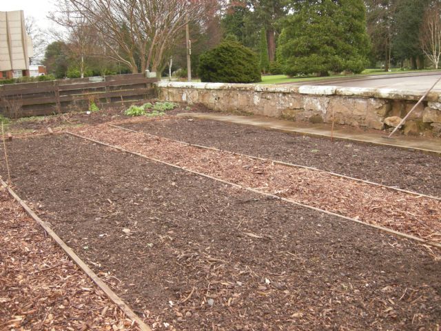 Elmwood soft fruit area before planting 2012