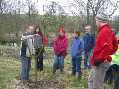 Planting and Pruning Fruit Trees in 2013