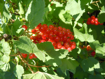 Redcurrants