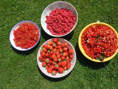 Fruits of our labour