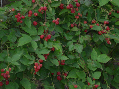 Raspberry bushes in fruit
